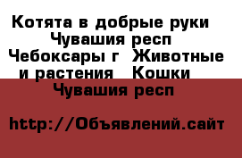 Котята в добрые руки - Чувашия респ., Чебоксары г. Животные и растения » Кошки   . Чувашия респ.